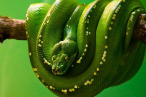 Zöld python, mint a terrárium lakója